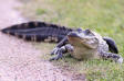 American Alligator Alligator mississippiensis 