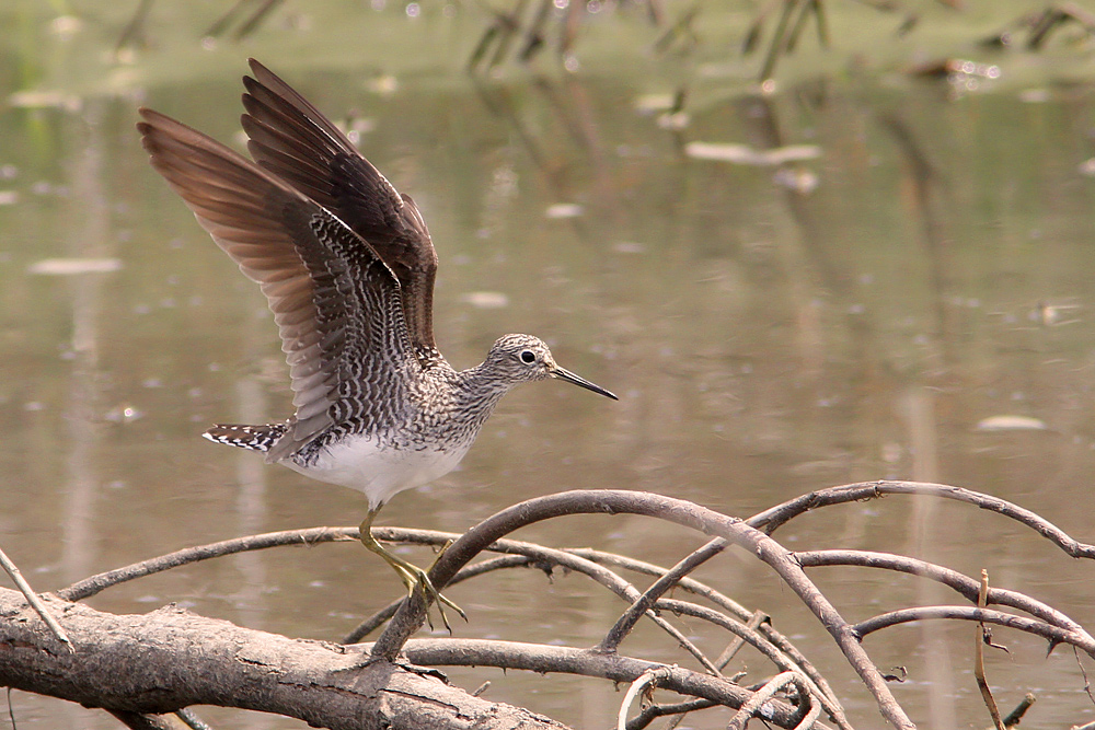 Amerikansk skogssnppa / Solitary Sandpiper Tringa solitariaAmerikansk skogssnppa / Solitary Sandpiper Tringa solitaria