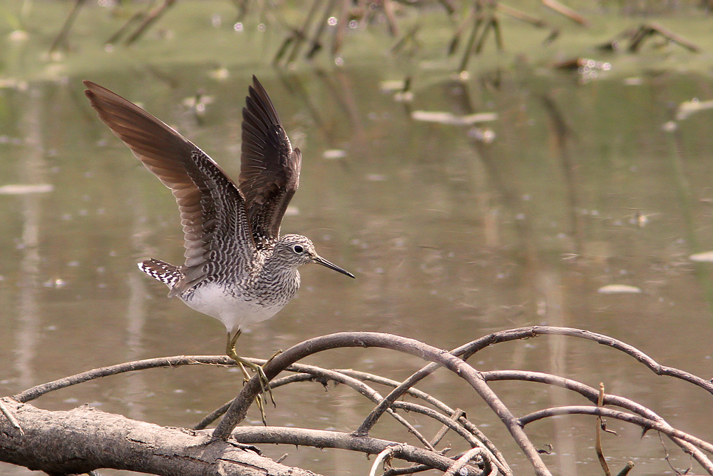 Amerikansk skogssnppa / Solitary Sandpiper Tringa solitaria