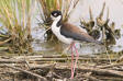 Amerikansk styltlpare / Black-necked Stilt Himantopus mexicanus