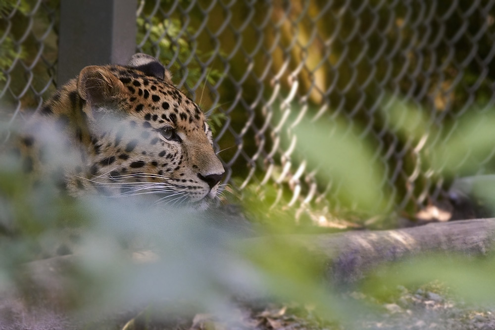 Amurleopard Amur Leopard Panthera pardus orientalis