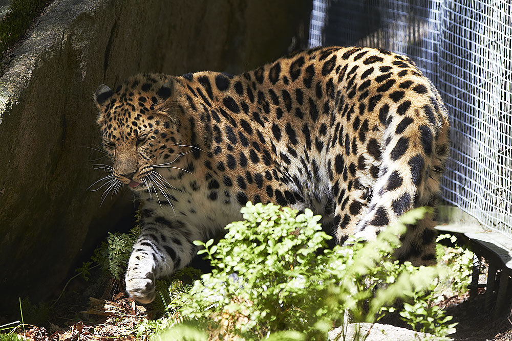 Amurleopard Amur Leopard Panthera pardus orientalis