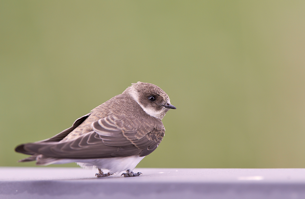 Backsvala / Sand Martin Riparia riparia 