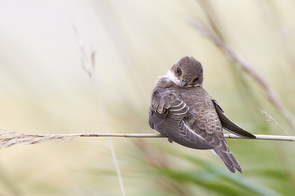 Backsvala / Sand Martin Riparia riparia 