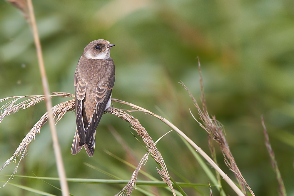 Backsvala / Sand Martin Riparia riparia 