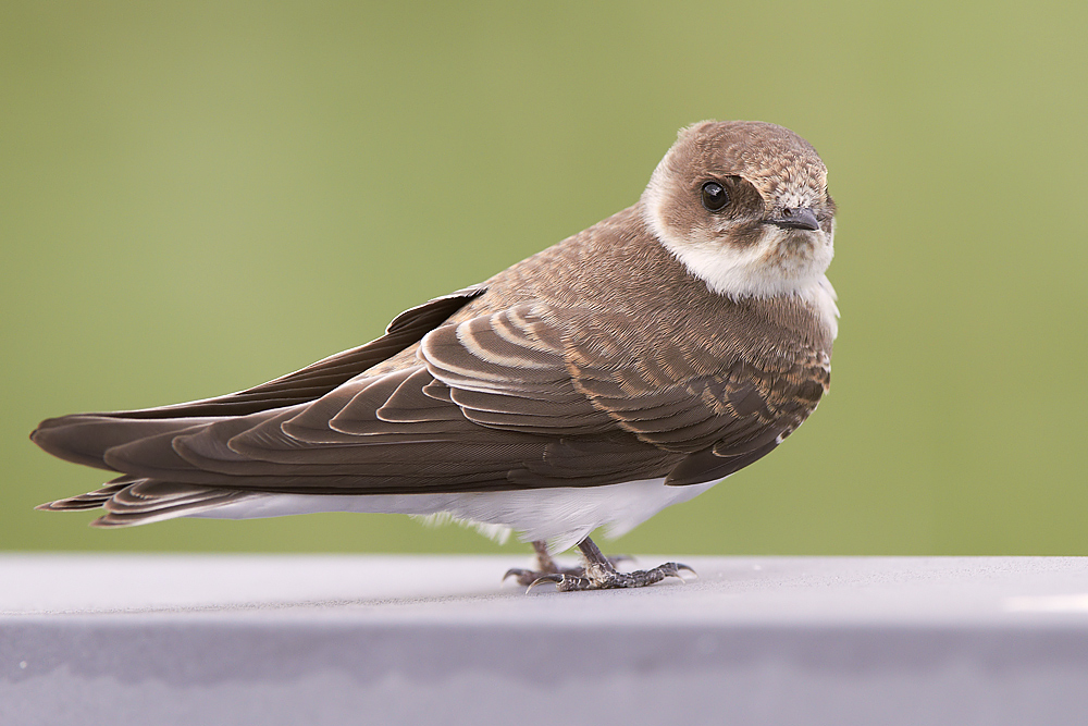 Backsvala / Sand Martin Riparia riparia 