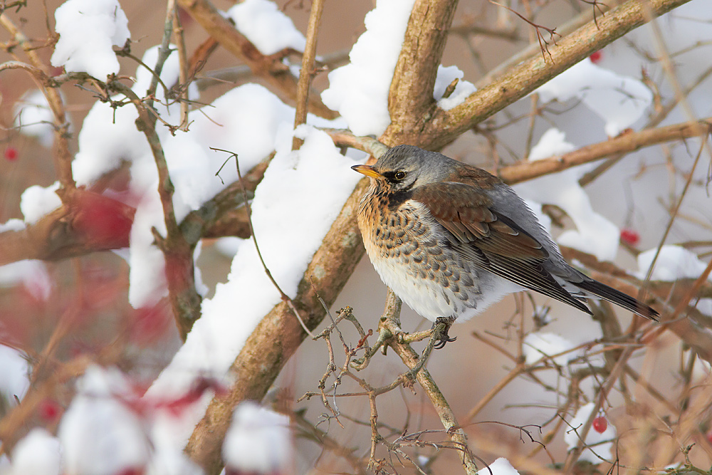Björktrast / Fieldfare Turdus pilaris 