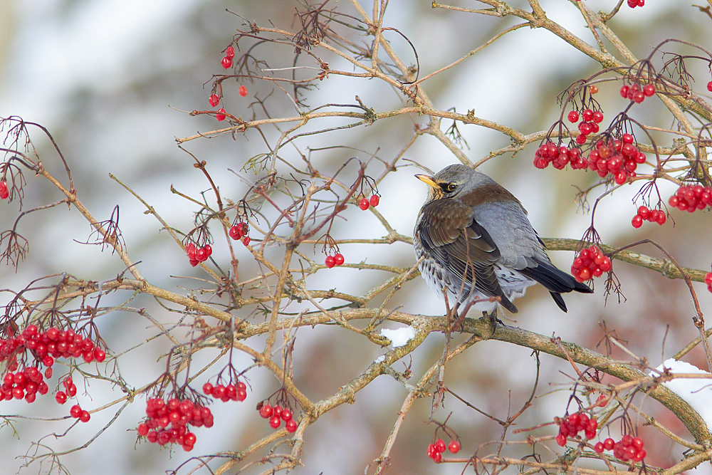 Bjrktrast / Fieldfare Turdus pilaris 