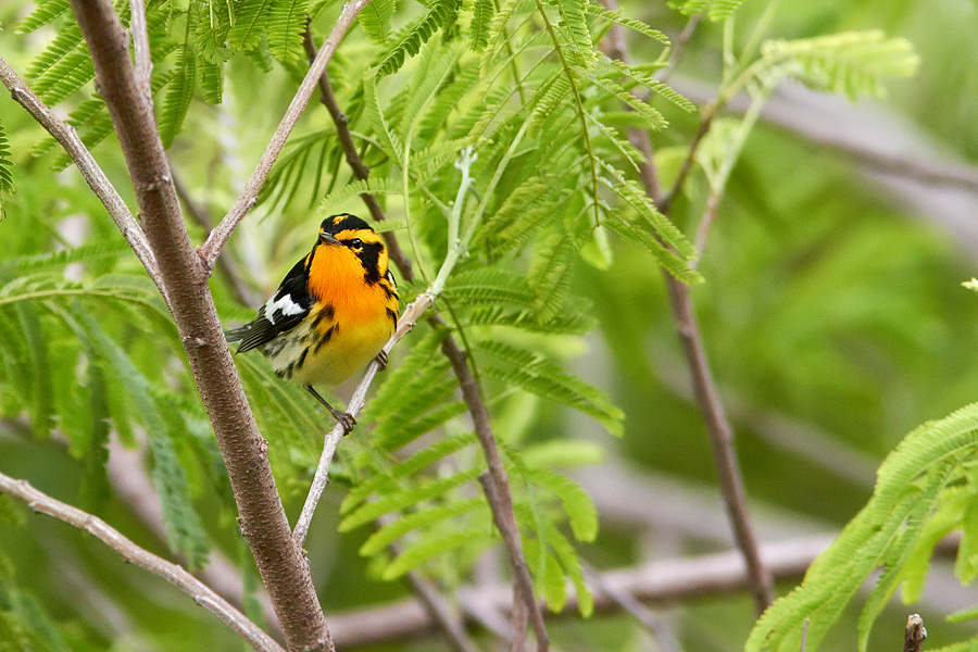 Blackburnian Warbler Dendroica fusca