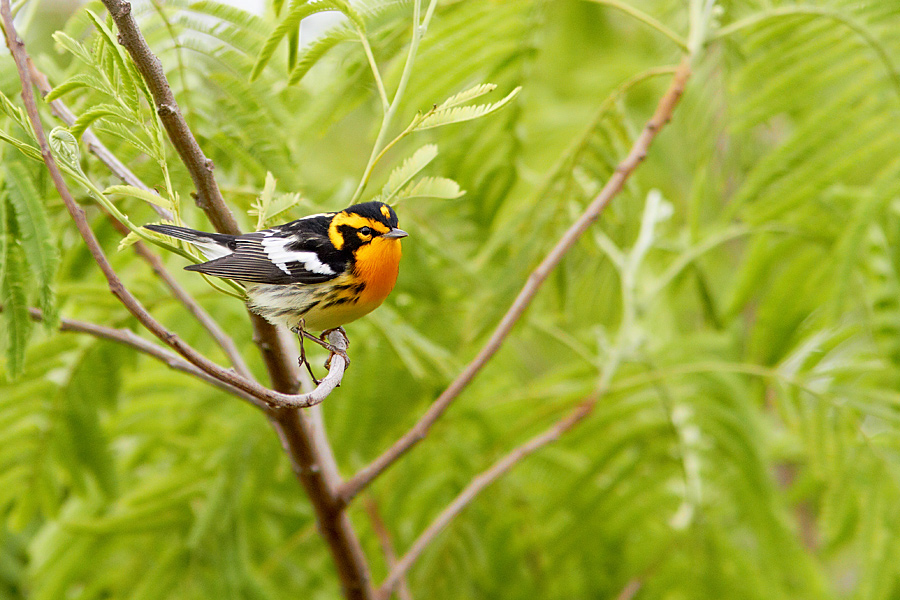 Blackburnian Warbler Dendroica fusca