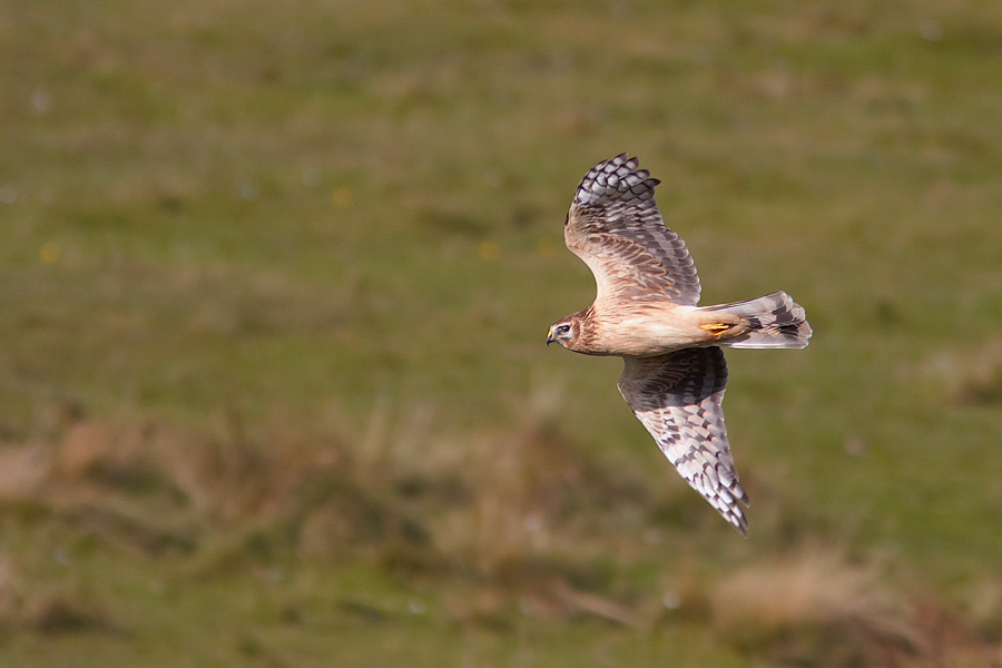 Bl krrhk / Hen Harrier Circus cyaneus 