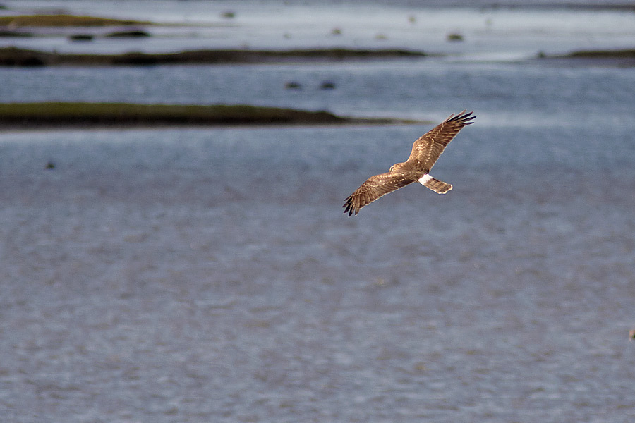 Bl krrhk / Hen Harrier Circus cyaneus 