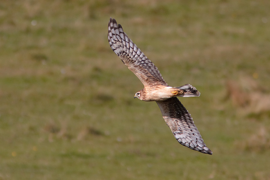 Bl krrhk / Hen Harrier Circus cyaneus 