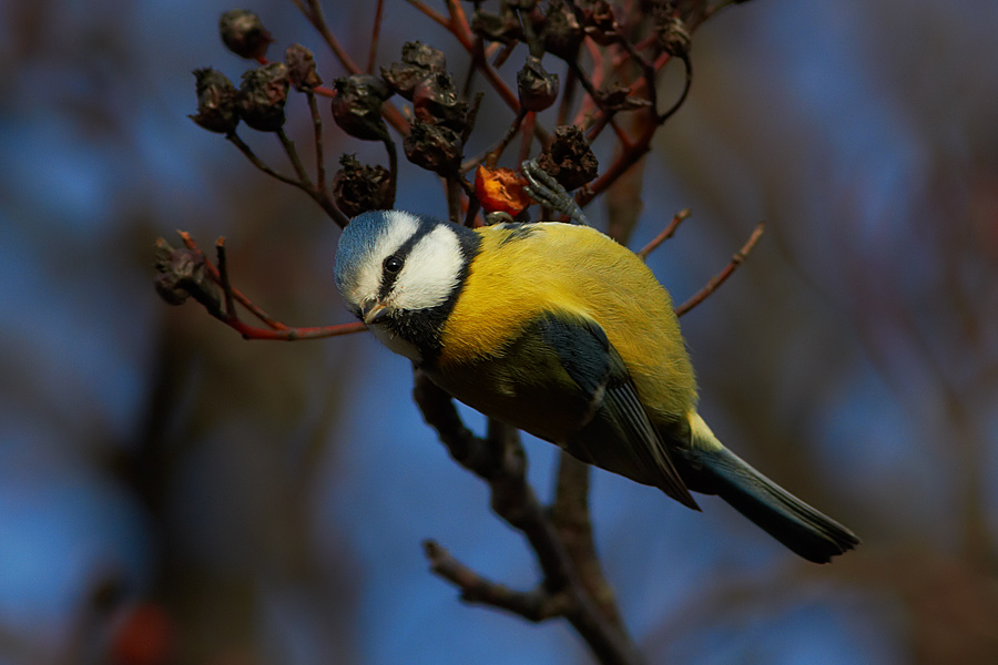 Blmes / Blue Tit Parus caeruleus 