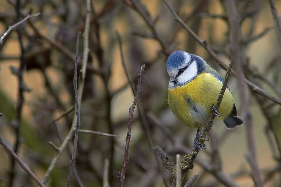 Blmes / Blue Tit Parus caeruleus 