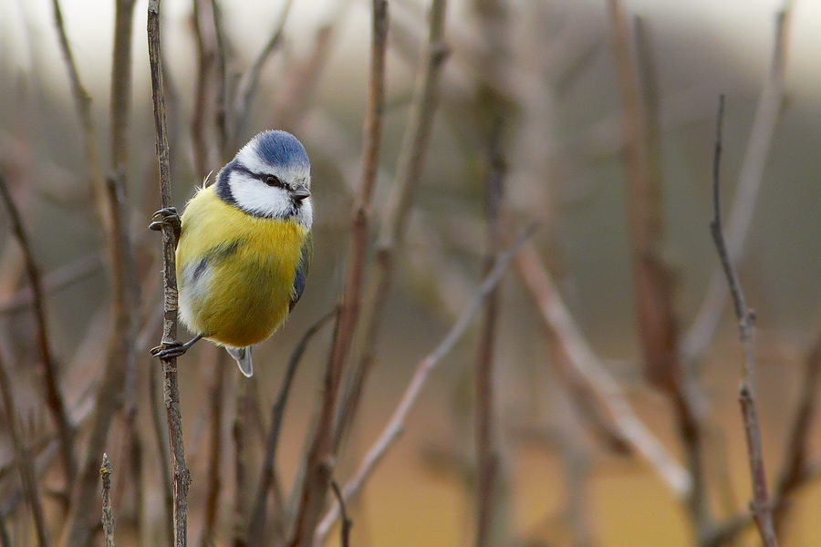 Blmes / Blue Tit Parus caeruleus 