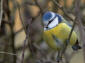 Blmes / Blue Tit Parus caeruleus