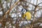 Blmes / Blue Tit Parus caeruleus 