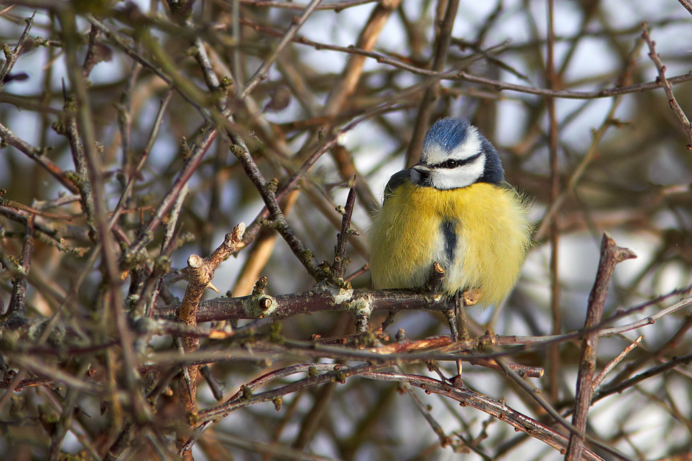 Blmes / Blue Tit Parus caeruleus 