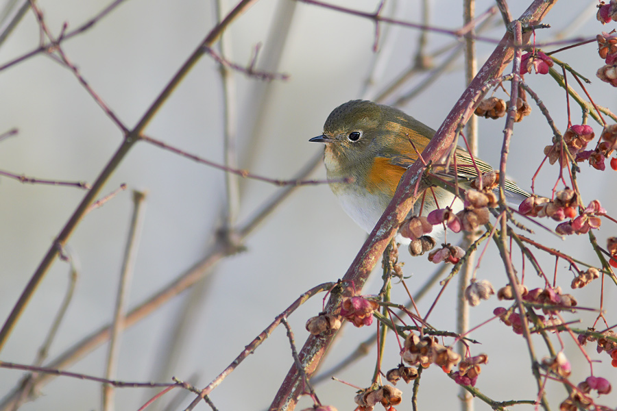 Blstjrt / Redflanked Bluetail Tarsiger cyanurus