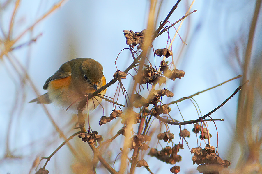 Blstjrt / Red-flanked Bluetail Tarsiger cyanurus