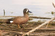 Blvingad rta / Blue-winged Teal Anas discors