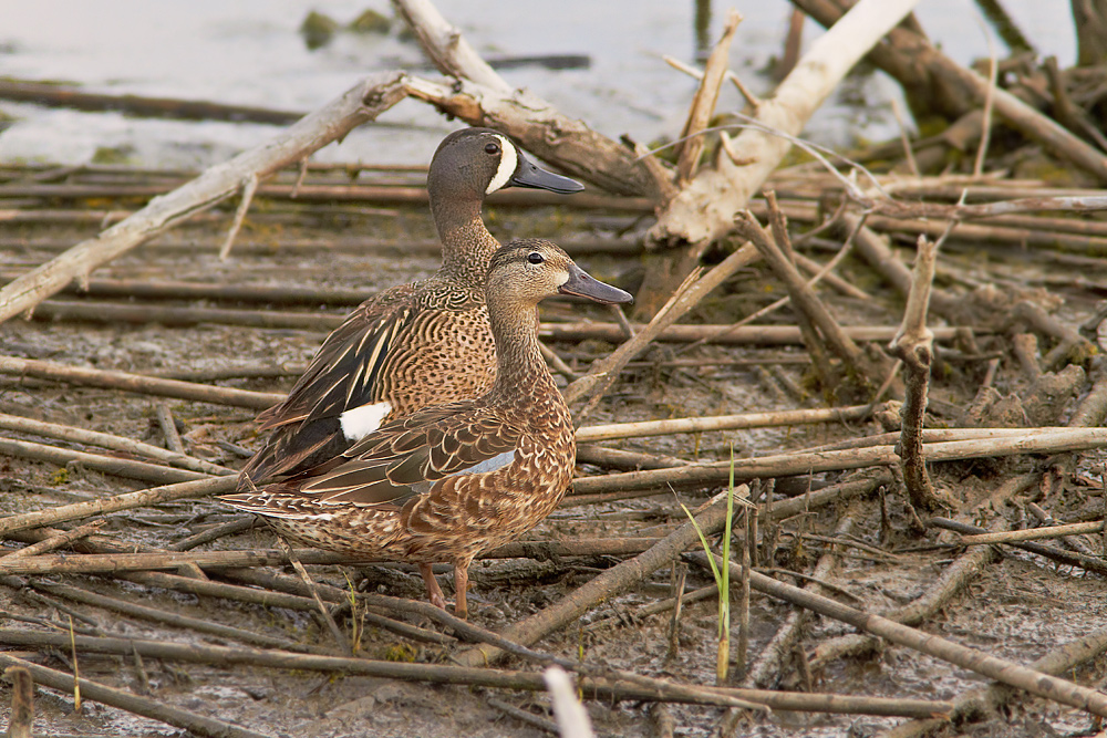 Blvingad rta / Blue-winged Teal Anas discors