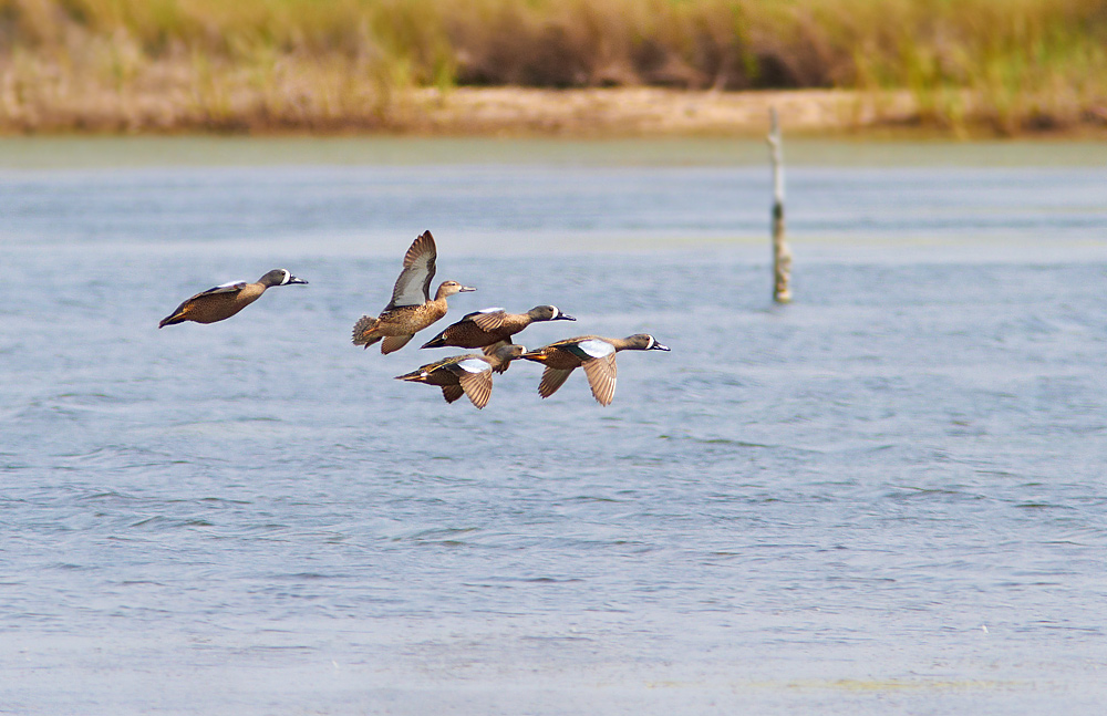 Blvingad rta / Blue-winged Teal Anas discors