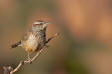 Cactus Wren Campylorhynchus brunneicapillus