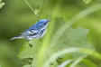 Cerulean Warbler Dendroica cerulea 