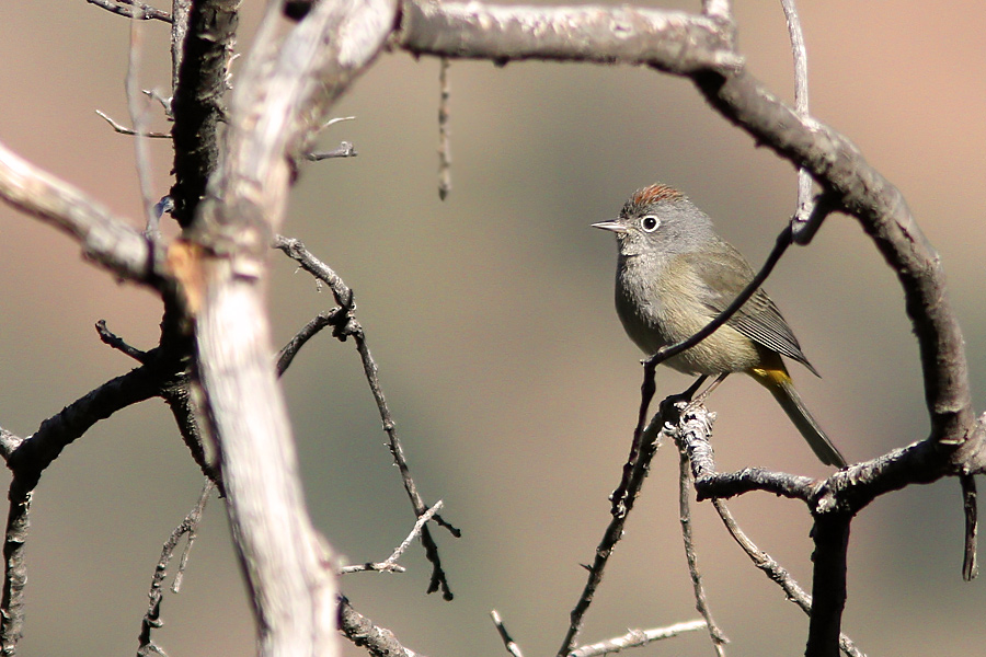 Colima Warbler Vermivora crissalis