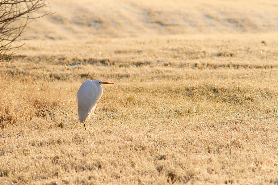 gretthger / Great White Egret Egretta alba 