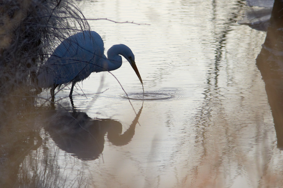 gretthger / Great White Egret Egretta alba 