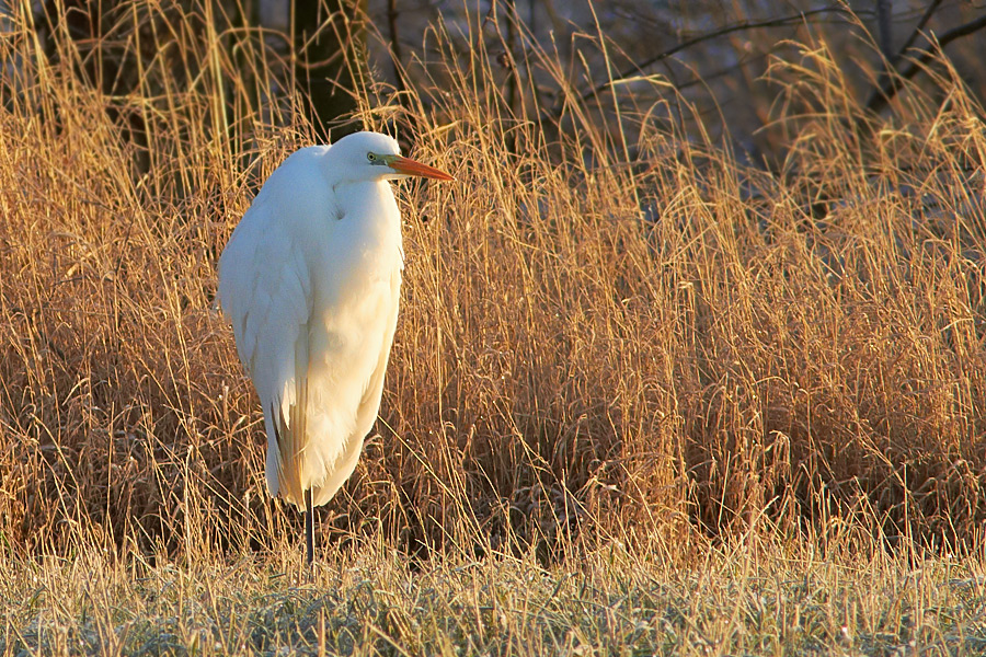 gretthger / Great White Egret Egretta alba 