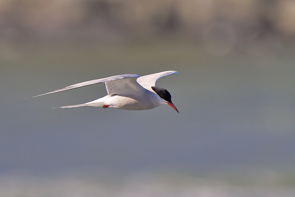 Fisktrna / Common Tern Sterna hirundo 