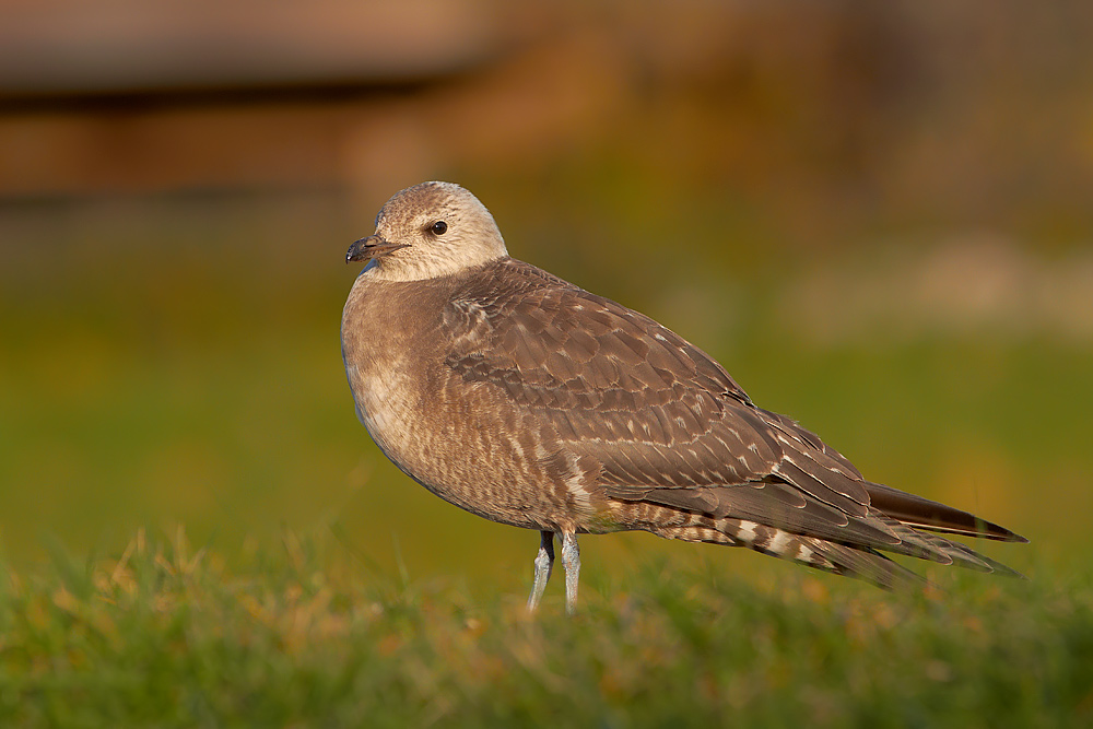 Fjllabb / Long-tailed Skua Stercorarius longicaudus 