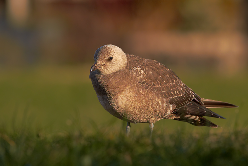 Fjllabb / Long-tailed Skua Stercorarius longicaudus 