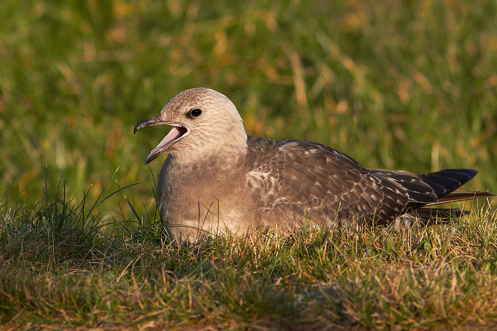 Fjllabb / Long-tailed Skua Stercorarius longicaudus 