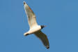 Prriems / Franklin's Gull Larus pipixcan