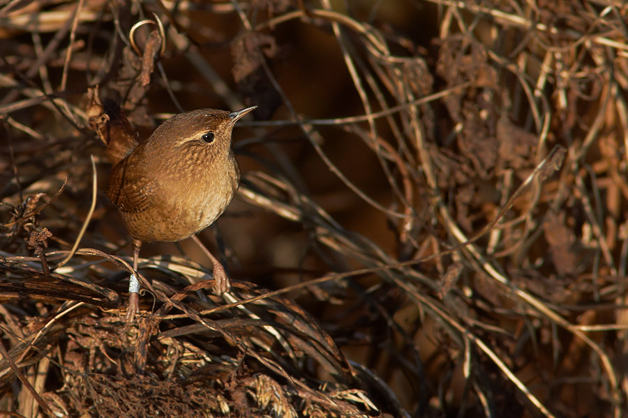 Grdsmyg / Wren Troglodytes troglodytes 