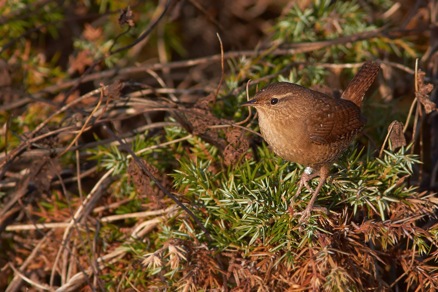 Grdsmyg / Wren Troglodytes troglodytes 