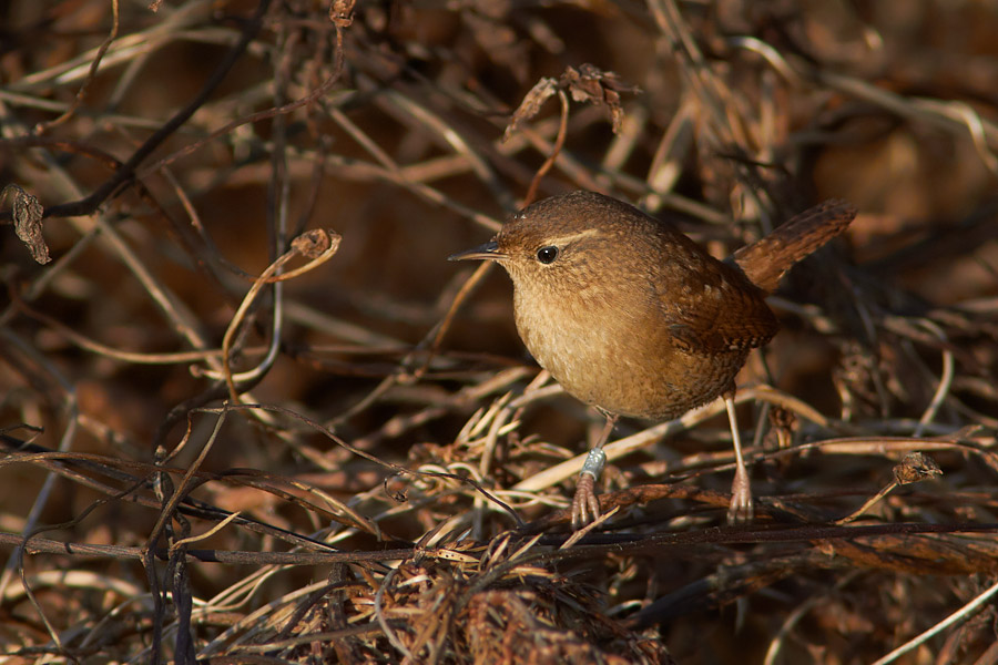 Grdsmyg / Wren Troglodytes troglodytes 