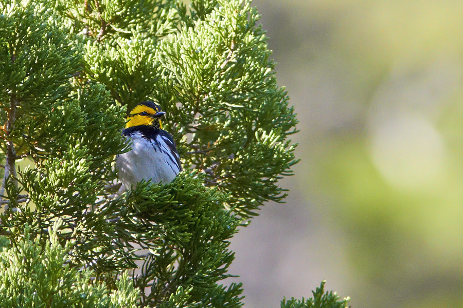 Golden-cheeked Warbler Dendroica chrysoparia 