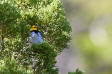 Golden-cheeked Warbler Dendroica chrysoparia 