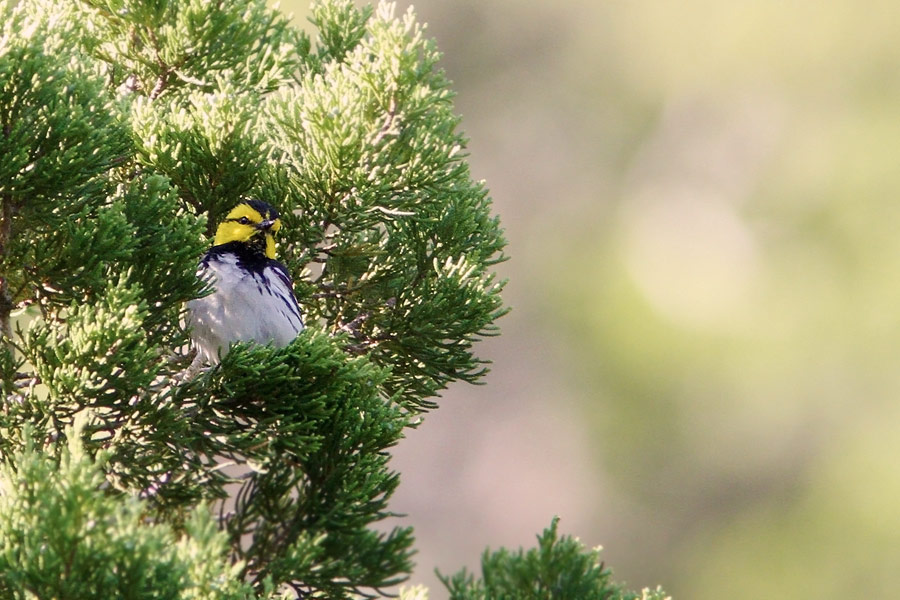 Golden-cheeked Warbler Dendroica chrysoparia 