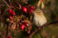 Sibirisk Gransngare / Siberian Chiffchaff Phylloscopus collybita tristis 