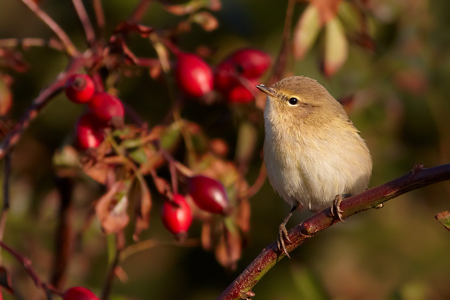 Sibirisk Gransngare / Siberian Chiffchaff Phylloscopus collybita tristis 