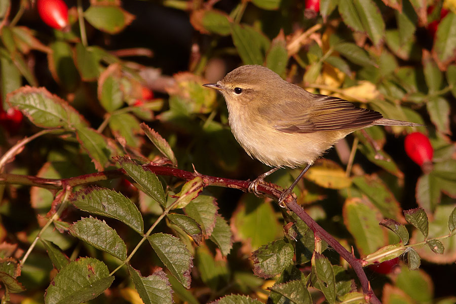 Sibirisk Gransngare / Siberian Chiffchaff Phylloscopus collybita tristis 