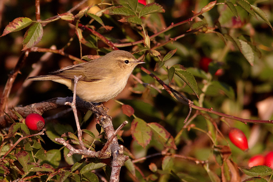 Sibirisk Gransngare / Siberian Chiffchaff Phylloscopus collybita tristis 