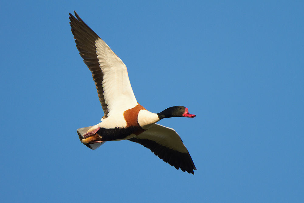 Gravand / Shelduck Tadorna tadorna